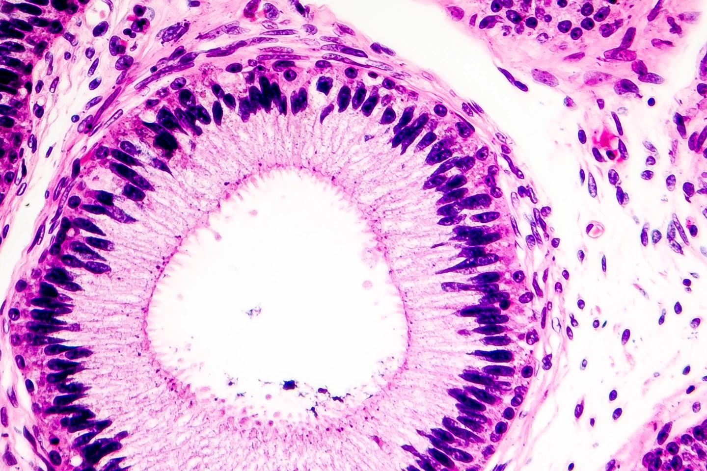 New Foundation Model Reveals How Cells Are Organized in Tissues